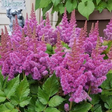 100 Pcs Younique Cerise Pink Astilbe Perennial Flower Seeds