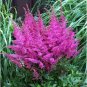 100 Pcs Younique Cerise Pink Astilbe Perennial Flower Seeds