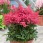100 Pcs Younique Cerise Pink Astilbe Perennial Flower Seeds