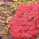 10 Pcs Heirloom Imported Red Ivy Climbing Plant