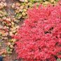 10 Pcs Heirloom Imported Red Ivy Climbing Plant