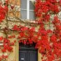 10 Pcs Heirloom Imported Red Ivy Climbing Plant