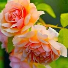 5 Pcs Golden Yellow Peony Tree Flower Seeds