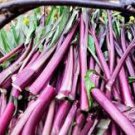 40 Pcs Red Chinese Cabbage Seeds Sauteed Chinese Kale Vegetables Organic