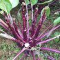 40 Pcs Red Chinese Cabbage Seeds Sauteed Chinese Kale Vegetables Organic