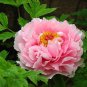 5 Pcs Rare Big Blooming 'Bai Jiao' Pink Tree Peony Flower Seeds