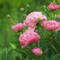 5 Pcs Rare Big Blooming 'Bai Jiao' Pink Tree Peony Flower Seeds