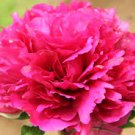 5 Pcs Rare 'Red Flag Fly' Tree Peony Strong Fragrant Flower Seeds 5 Pcs Rare 'Red Flag Fly' Tree Peony Strong Fragrant Flower Seeds