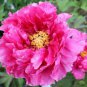 5 Pcs Rare 'Red Flag Fly' Tree Peony Strong Fragrant Flower Seeds