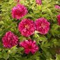 5 Pcs Rare 'Red Flag Fly' Tree Peony Strong Fragrant Flower Seeds