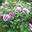5 Pcs Heirloom 'Jin Zhang Fu Rong' Big Red Peony Tree Seeds