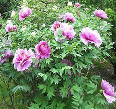 5 Pcs Heirloom 'Jin Zhang Fu Rong' Big Red Peony Tree Seeds