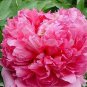5 Pcs Heirloom 'Jin Zhang Fu Rong' Big Red Peony Tree Seeds