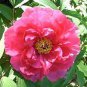 5 Pcs Heirloom 'Jin Zhang Fu Rong' Big Red Peony Tree Seeds