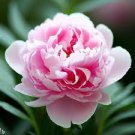 5 Pcs Heirloom 'Ping Shi Yan' Large Red Tree Peony Flower Seeds 5 Pcs Heirloom 'Ping Shi Yan' Large Red Tree Peony Flower Seeds
