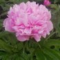 5 Pcs Heirloom 'Ping Shi Yan' Large Red Tree Peony Flower Seeds