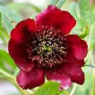 5 Pcs Heirloom Tree-headed Dark Red Peony Shrub Flower