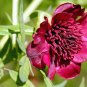 5 Pcs Heirloom Tree-headed Dark Red Peony Shrub Flower