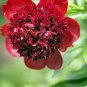 5 Pcs Heirloom Tree-headed Dark Red Peony Shrub Flower