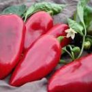 50 Pcs Heirloom Lipstick Long Red Sweet Pepper Organic Seeds 50 Pcs Heirloom Lipstick Long Red Sweet Pepper Organic Seeds