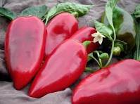 50 Pcs Heirloom Lipstick Long Red Sweet Pepper Organic Seeds