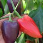 50 Pcs Heirloom Lipstick Long Red Sweet Pepper Organic Seeds