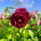 5 Pcs Heirloom Dark Red Middle Peony Tree Flower Seeds 5 Pcs Heirloom Dark Red Middle Peony Tree Flower Seeds