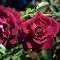 5 Pcs Heirloom Dark Red Middle Peony Tree Flower Seeds