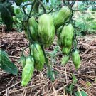 20 Pcs Rare Green Long 'Banana' Tomato 'Lv Beauty' Organic