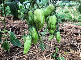 20 Pcs Rare Green Long 'Banana' Tomato 'Lv Beauty' Organic