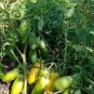 20 Pcs Rare Green Long 'Banana' Tomato 'Lv Beauty' Organic