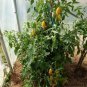 20 Pcs Rare Green Long 'Banana' Tomato 'Lv Beauty' Organic