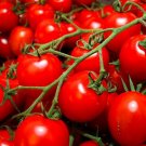 35 Pcs Rare Auhui Bright Red Cherry Tomato Organic Seeds 35 Pcs Rare Auhui Bright Red Cherry Tomato Organic Seeds