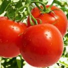 25 Pcs Rare Anhui Middle Red 'Peach' Tomato Organic