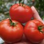 25 Pcs Rare Anhui Middle Red 'Peach' Tomato Organic