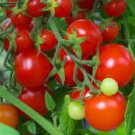 25 Pcs Rare Anhui String of Red Tomato Organic