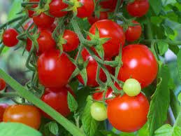 25 Pcs Rare Anhui String of Red Tomato Organic