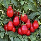 25 Pcs Rare Anhui Middle Red Pear Tomato Organic 25 Pcs Rare Anhui Middle Red Pear Tomato Organic