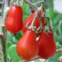25 Pcs Rare Anhui Middle Red Pear Tomato Organic