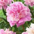 5 Pcs Heirloom 'Qin Tian Fen' Pink Peony Perennial Flower Seeds