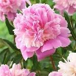 5 Pcs Heirloom 'Qin Tian Fen' Pink Peony Perennial Flower Seeds