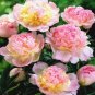 5 Pcs Heirloom 'Qin Tian Fen' Pink Peony Perennial Flower Seeds