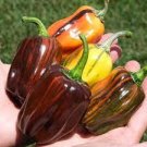 50 Pcs Rare Sweet Chocolate Pepper F1 Seeds