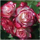 50 Pcs Popular 'Music Star' Fragrant Rose Bush Bonsai Cut Flower