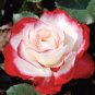 50 Pcs Popular 'Music Star' Fragrant Rose Bush Bonsai Cut Flower