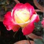 50 Pcs Popular 'Music Star' Fragrant Rose Bush Bonsai Cut Flower