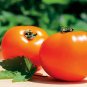 100 Pcs Rare Edible Light Orange Big Juicy Tomato