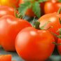 100 Pcs Rare Edible Light Orange Big Juicy Tomato