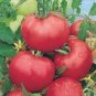 100 Pcs Hybrid Rose Pink Big Tomato Seeds