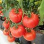 100 Pcs Hybrid Rose Pink Big Tomato Seeds